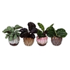 CALATHEA MIX P6 L 67157