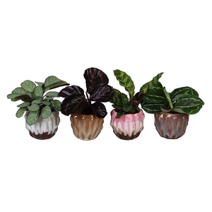 CALATHEA MIX P6 L 67157