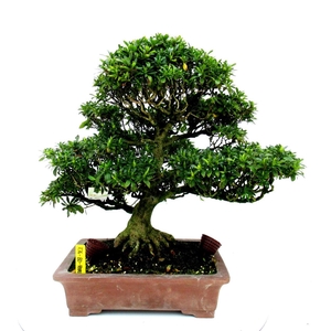 Rhododendron indicum, pot 32. Height 53 cm. (single item)