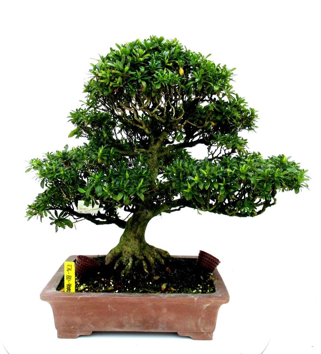 <h4>Rhododendron indicum, pot 32. Height 53 cm. (single item)</h4>