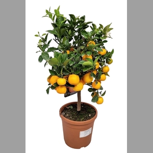 CITR MICROCARPA