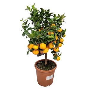 CITR MICROCARPA