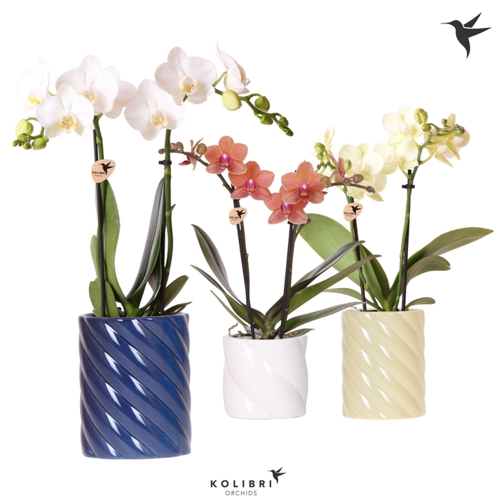 <h4>Kolibri Orchids Phalaenopsis mix 2 spike in Candy pot blue mix</h4>