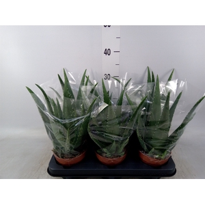 Aloe  'Equator'