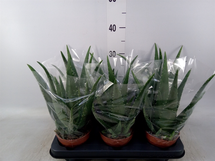 <h4>Aloe  'Equator'</h4>