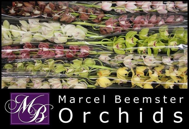 <h4>CYMB MI GEM</h4>