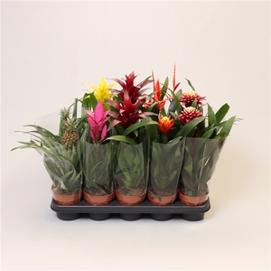 Bromelia variés