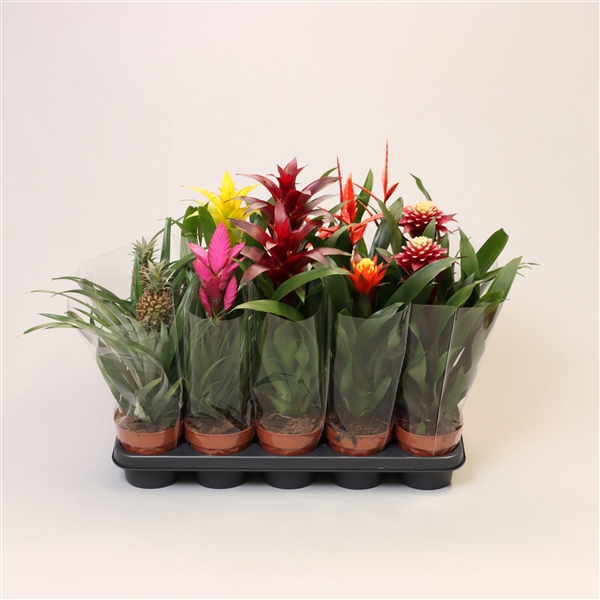 <h4>Bromelia variés</h4>