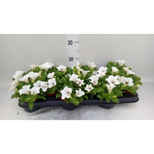 Petunia  'Surfinia Baby White'