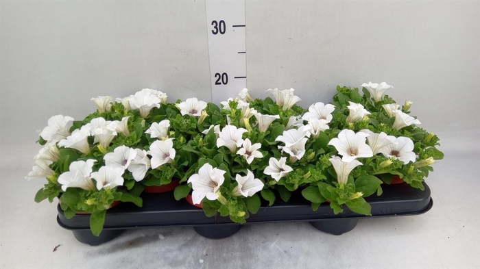 <h4>Petunia 'Surfinia Baby White'</h4>