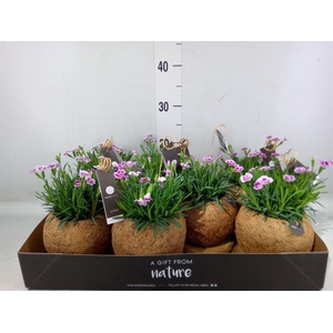 Dianthus  'Pink Kisses'