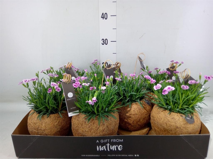 <h4>Dianthus  'Pink Kisses'</h4>