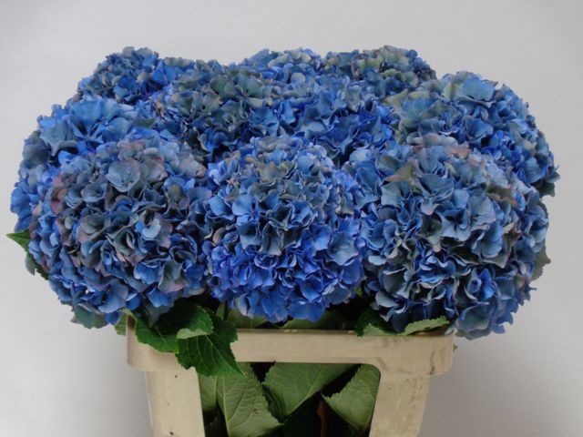<h4>Hydrangea Royal Parade CL</h4>