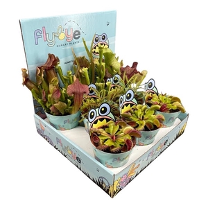 Vleesetende planten mix 8,5 cm in Flybye display