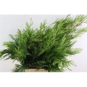 Calocedrus Decurrens