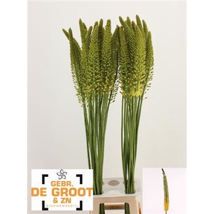 EREMURUS YELLOW REBE