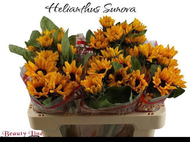 <h4>HELI SUNOVA</h4>
