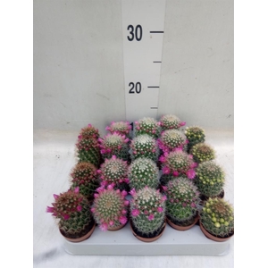 Cactus   ...flowering mix