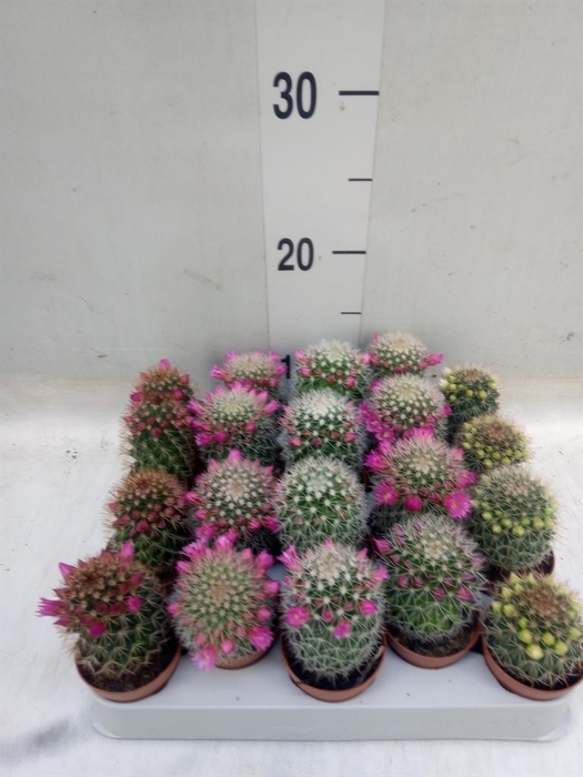 <h4>Cactus   ...flowering mix</h4>
