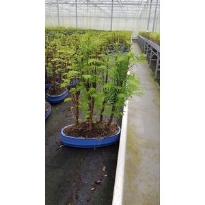 Metasequoia glyptostroboides, 22 cm oval, group 5 stem, without driptray