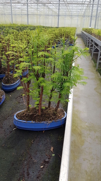 <h4>Metasequoia glyptostroboides, 22 cm oval, group 5 stem, without driptray</h4>