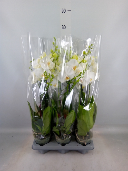 <h4>Phalaenopsis   ...white</h4>