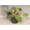 vaste planten 19 cm  Salvia argentea Artemis