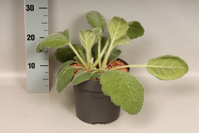 vaste planten 19 cm  Salvia argentea Artemis