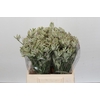 Anigozanthos Cape Gray Moss