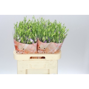 Eust En Botanic Lavender Mist