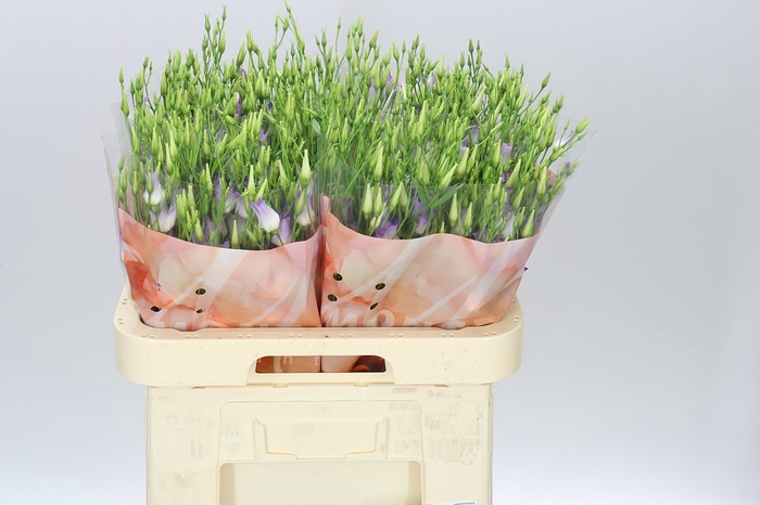 <h4>Eust En Botanic Lavender Mist</h4>