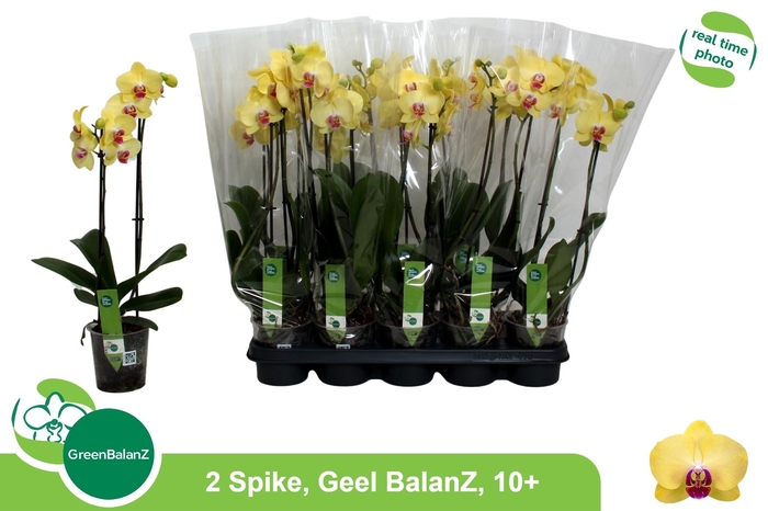 <h4>PHAL OV GEEL</h4>