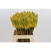 Kniphofia Eycone Yellow