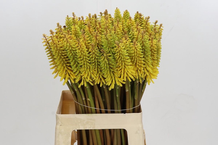 Kniphofia Eycone Yellow