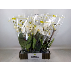 Phalaenopsis   ...white