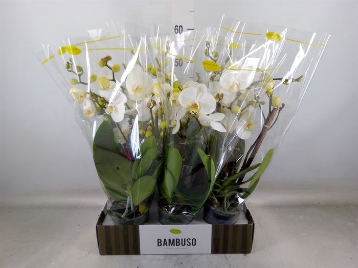 <h4>Phalaenopsis   ...white</h4>