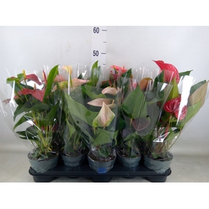 Anthurium   ...mix
