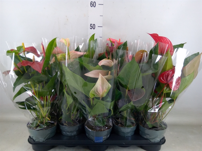 <h4>Anthurium   ...mix</h4>