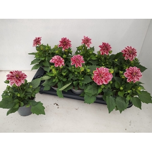 DAHL D LAB GR RED