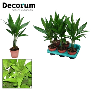 Areca Catechu 12 cm(Decorum)