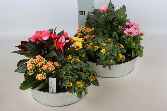 <h4>ARR TUINPLANTEN</h4>