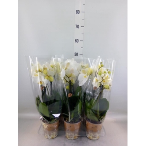 Phalaenopsis   ...white