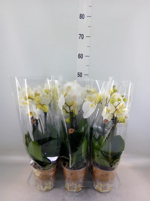<h4>Phalaenopsis   ...white</h4>