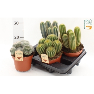 CACTUS GEM