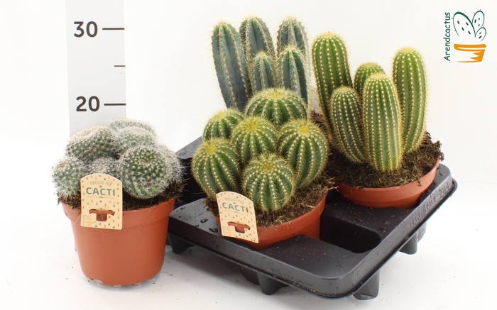 <h4>CACTUS GEM</h4>