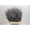 Limonium ov Misty Blue