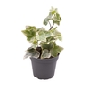 HEDERA HELIX P6 WITBONT