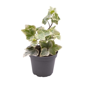 HEDERA HELIX P6 WITBONT