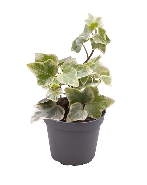 HEDERA HELIX P6 WITBONT