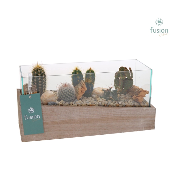 <h4>Aquarium Small met Cactussen</h4>